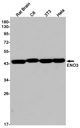 Rabbit monoclonal antibody