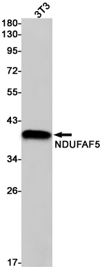Rabbit monoclonal antibody