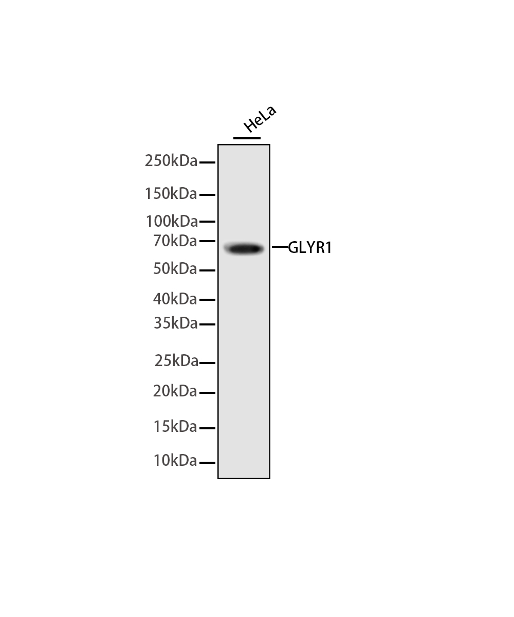 Rabbit monoclonal antibody