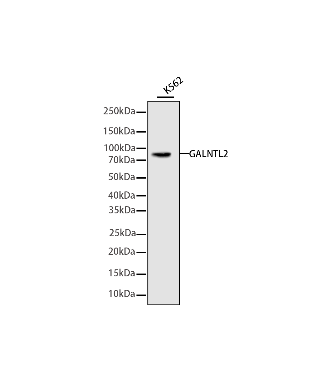 Rabbit monoclonal antibody