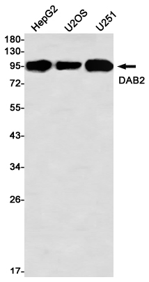 Rabbit monoclonal antibody