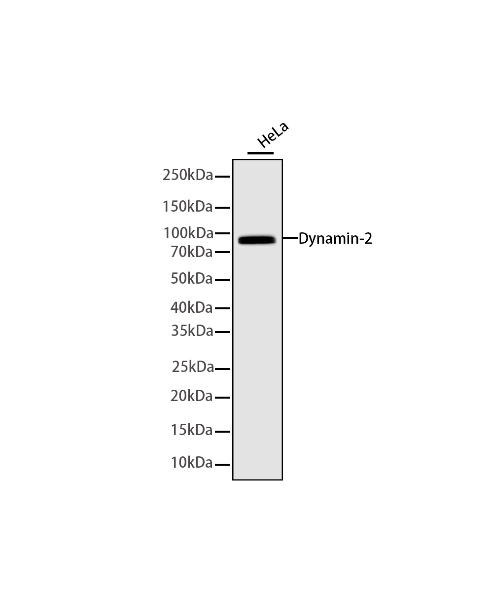 Rabbit monoclonal antibody