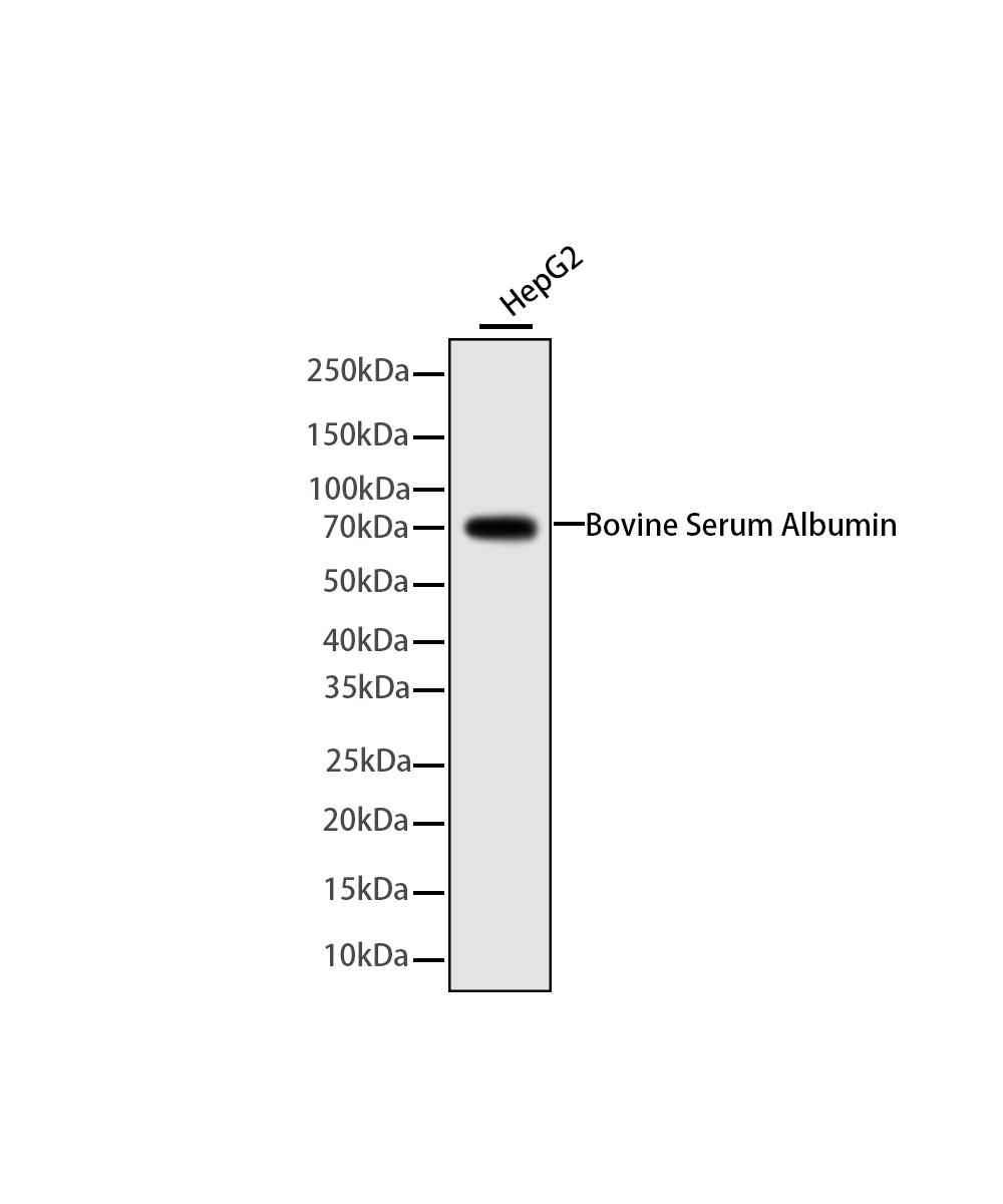 Rabbit monoclonal antibody