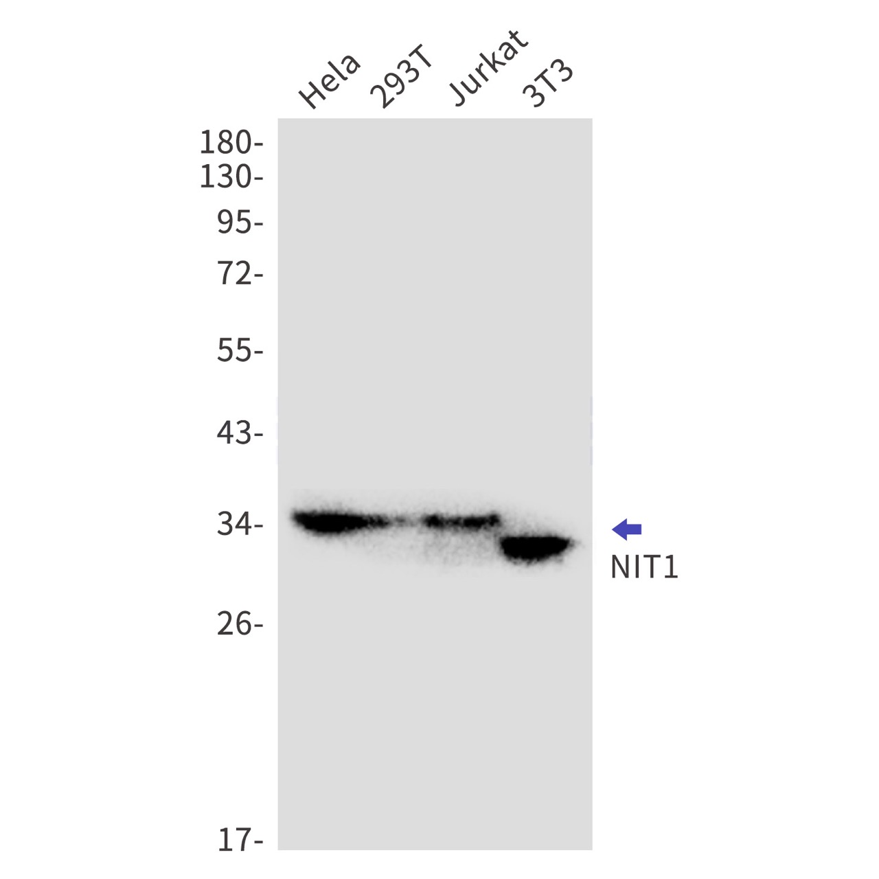 Rabbit monoclonal antibody