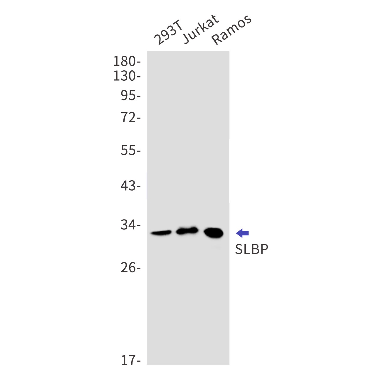 Rabbit monoclonal antibody