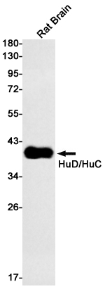Rabbit monoclonal antibody
