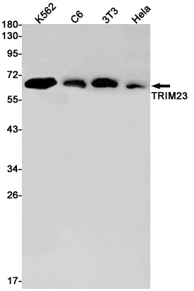 Rabbit monoclonal antibody