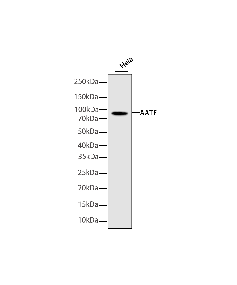 Rabbit monoclonal antibody