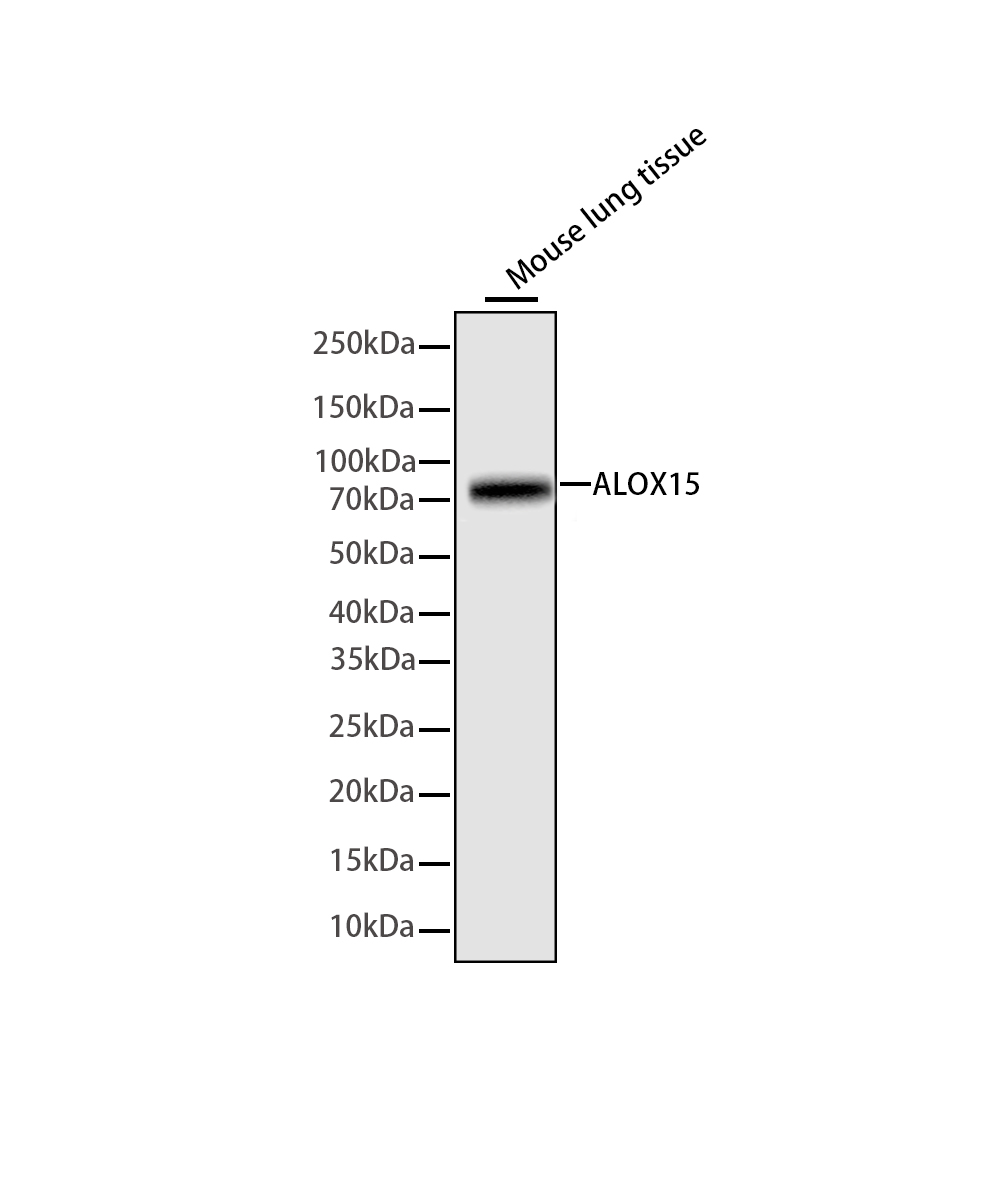 Rabbit monoclonal antibody
