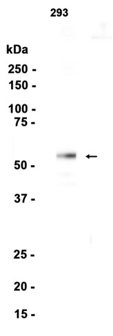 Rabbit monoclonal antibody