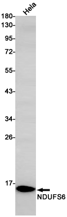 Rabbit monoclonal antibody