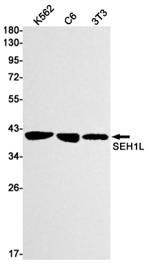 Rabbit monoclonal antibody