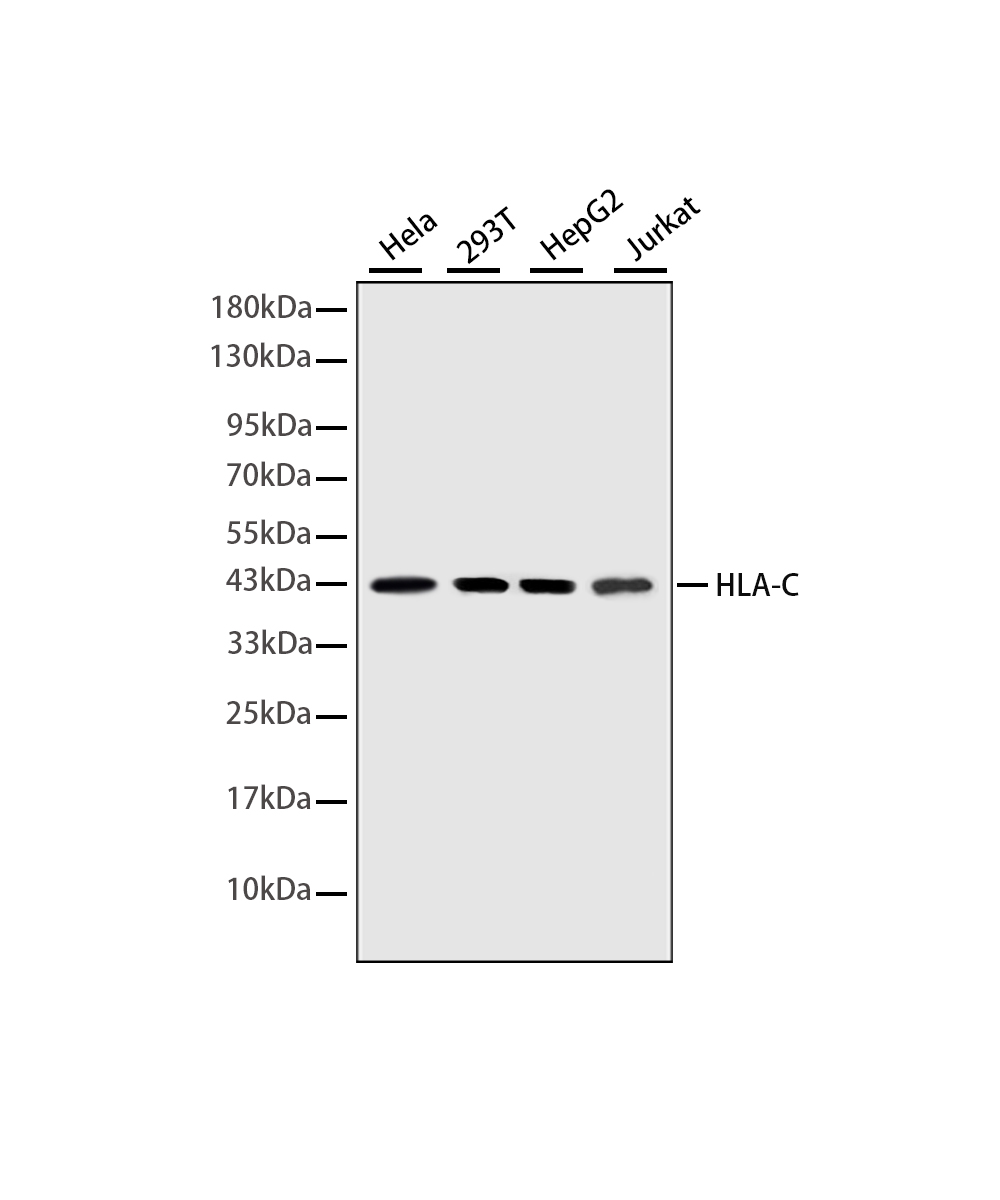 Rabbit monoclonal antibody