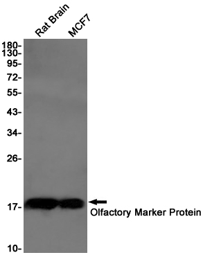 Rabbit monoclonal antibody