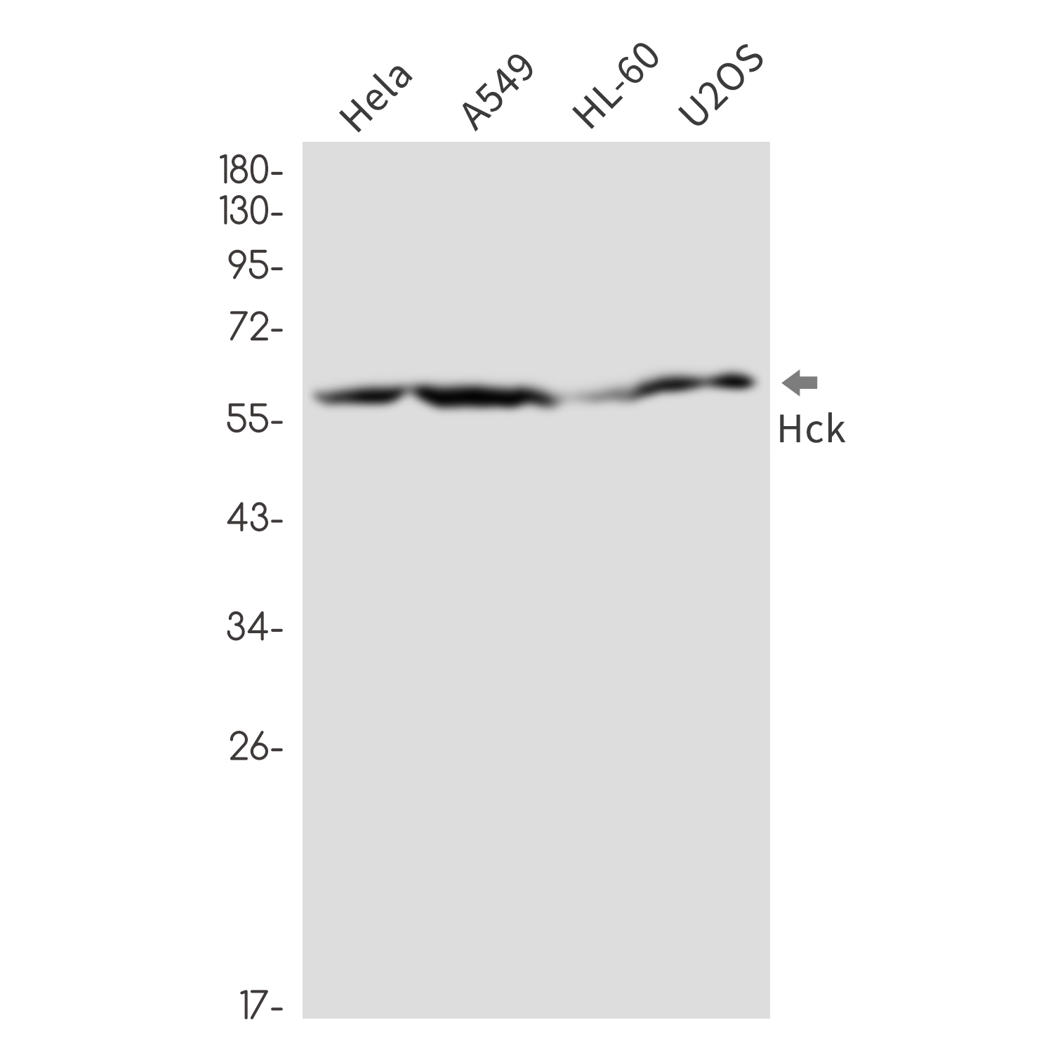Rabbit monoclonal antibody