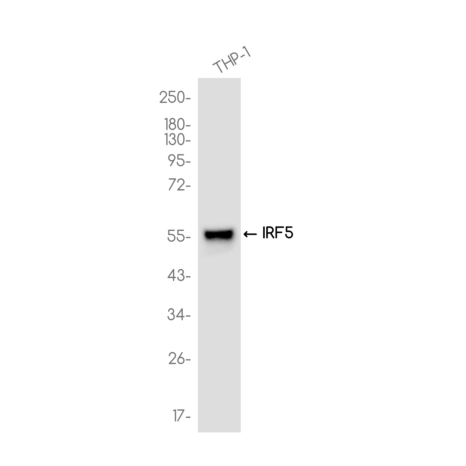 Rabbit monoclonal antibody
