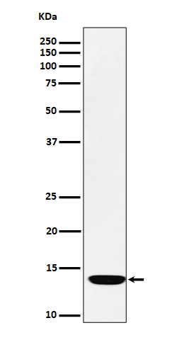 Rabbit monoclonal antibody