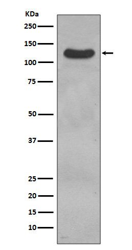 Rabbit monoclonal antibody