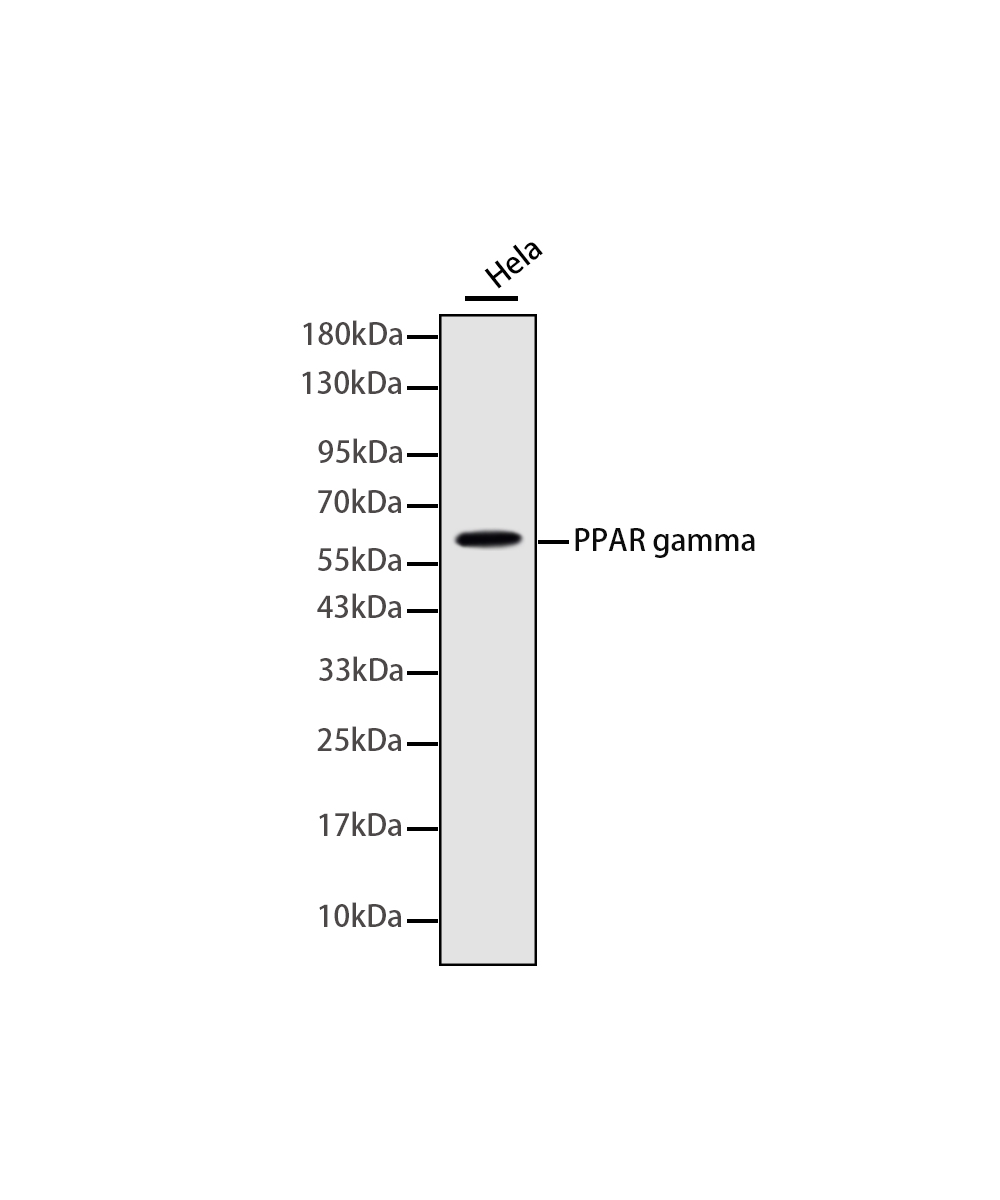 Rabbit monoclonal antibody