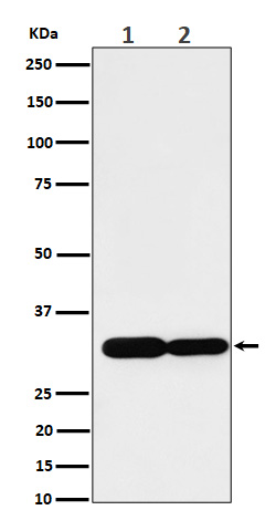 Rabbit monoclonal antibody