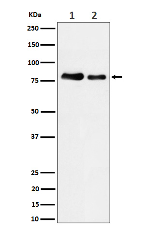 Rabbit monoclonal antibody