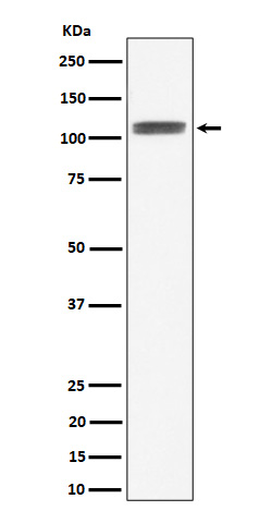 Rabbit monoclonal antibody