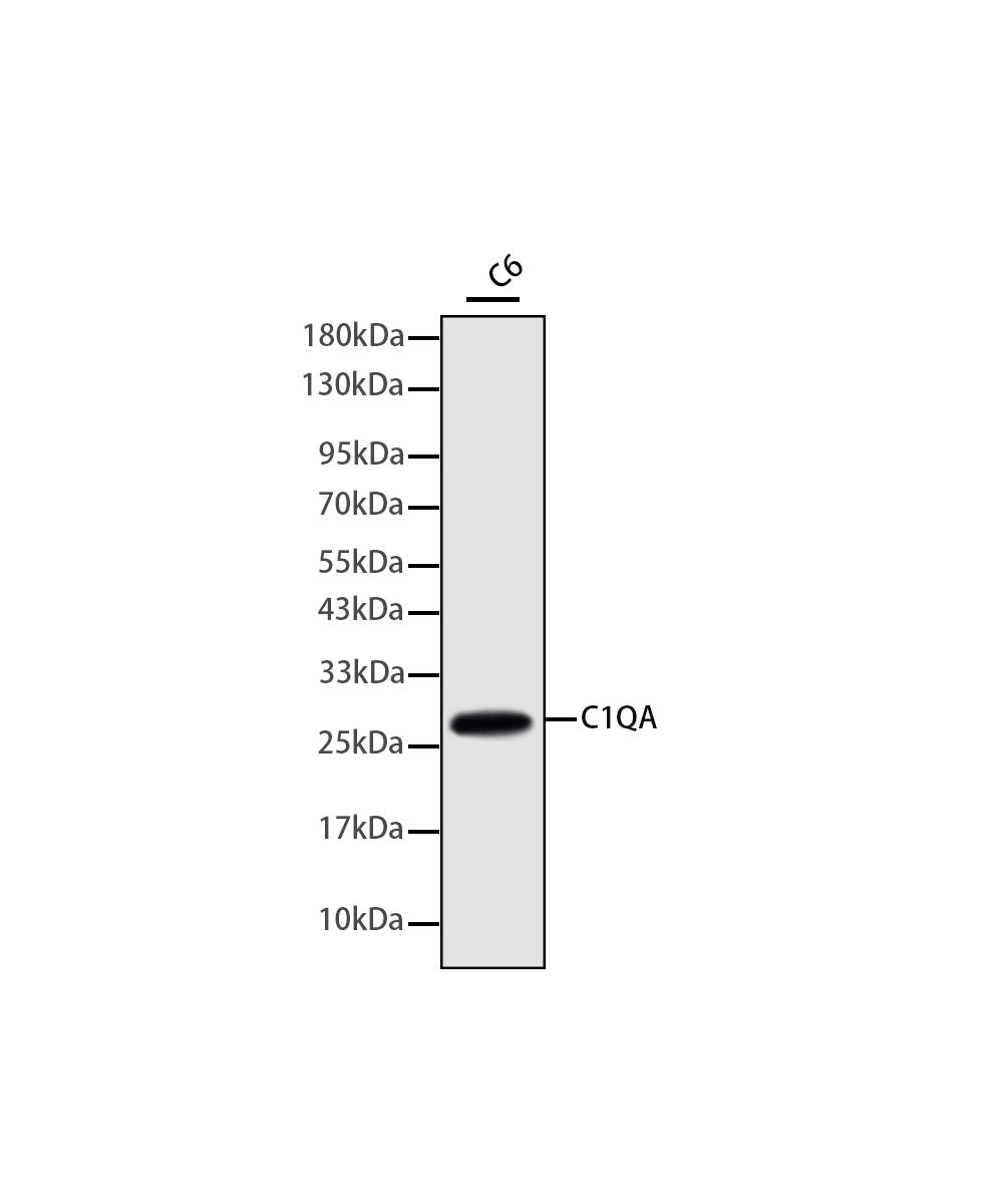 Rabbit monoclonal antibody