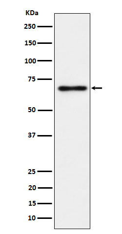 Rabbit monoclonal antibody