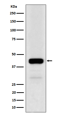 Rabbit monoclonal antibody