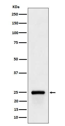 Rabbit monoclonal antibody