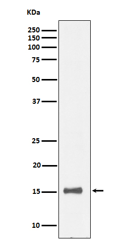Rabbit monoclonal antibody