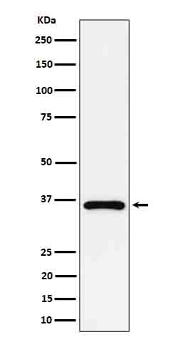 Rabbit monoclonal antibody