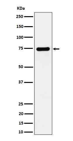 Rabbit monoclonal antibody