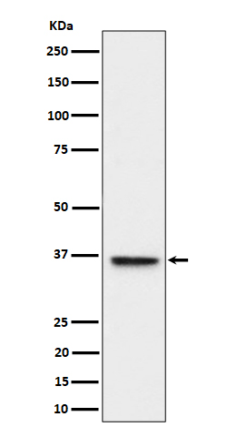 Rabbit monoclonal antibody