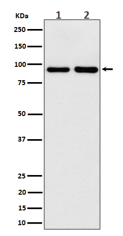 Rabbit monoclonal antibody