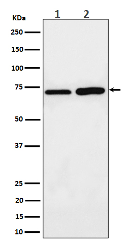 Rabbit monoclonal antibody