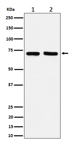 Rabbit monoclonal antibody