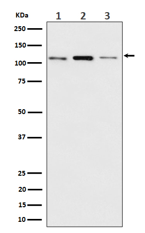 Rabbit monoclonal antibody