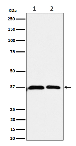 Rabbit monoclonal antibody