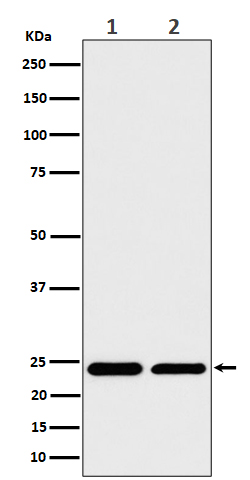 Rabbit monoclonal antibody