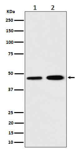 Rabbit monoclonal antibody
