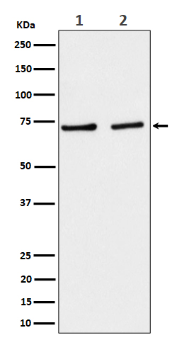 Rabbit monoclonal antibody