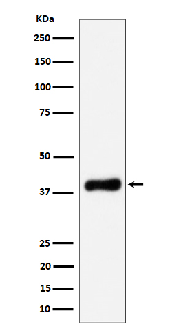 Rabbit monoclonal antibody