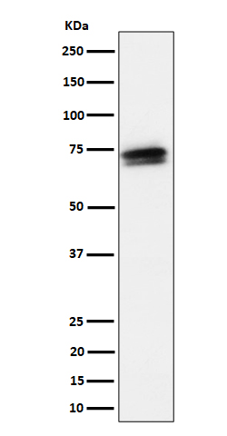 Rabbit monoclonal antibody