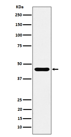 Rabbit monoclonal antibody