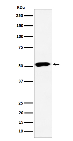 Rabbit monoclonal antibody