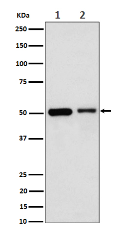 Rabbit monoclonal antibody