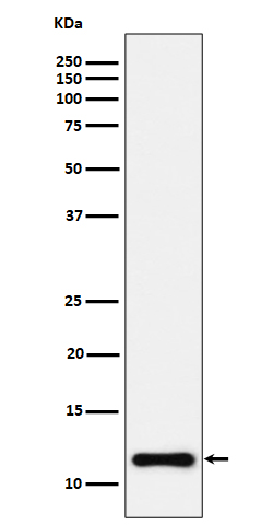 Rabbit monoclonal antibody