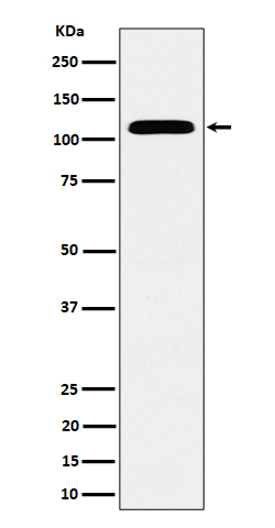 Rabbit monoclonal antibody