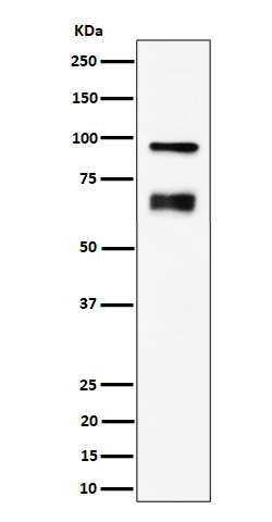 Rabbit monoclonal antibody